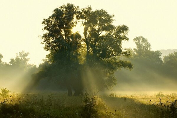 The rays of the early summer dawn pass through the crown of the tree