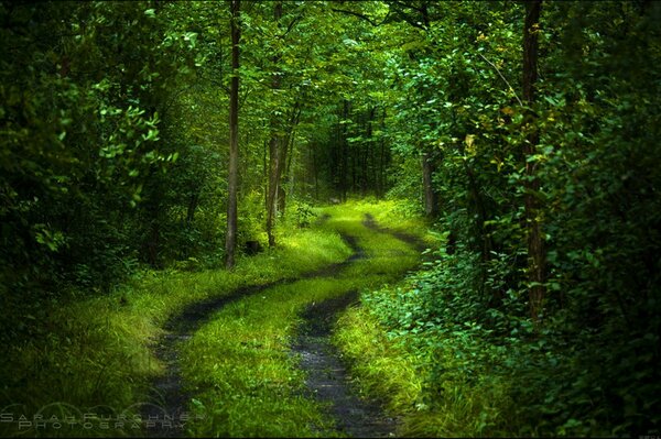 Forest path through green trees