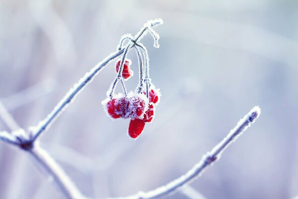 Fondos de pantalla de invierno con macro tiro