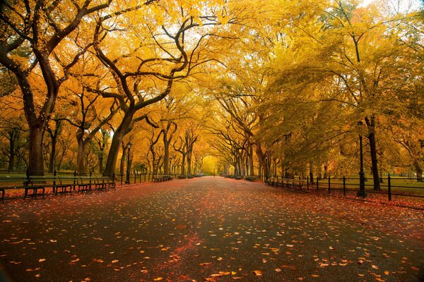 Herbstpark mit gefallenen gelben Blättern