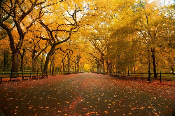 Jesienny park z opadłymi żółtymi liśćmi