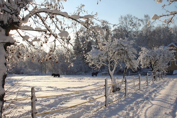 Los caballos caminan en el corral de invierno