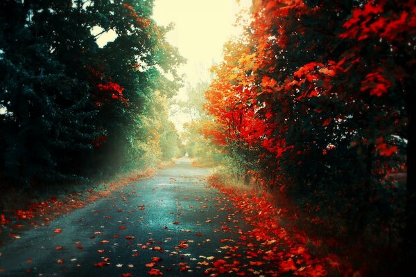 A road strewn with autumn leaves