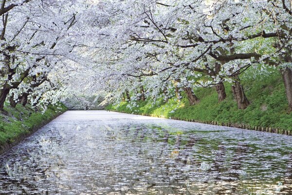 Kwitnąca Sakura w Japonii