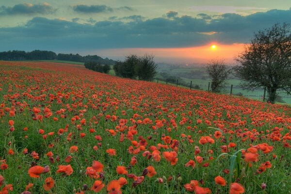 Campo di papaveri al tramonto scarlatto serale