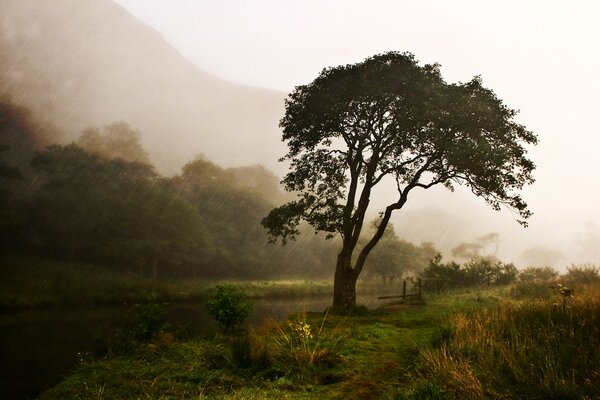 Verano en el pueblo niebla de la mañana