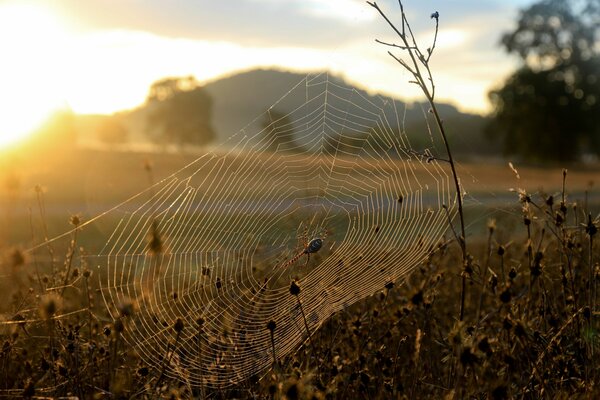 Bild einer morgendlichen Landschaft und einer Spinne auf einem Spinnennetz