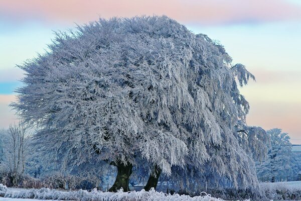 A huge tree covered with frost