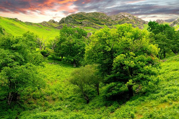 Collines verdoyantes près des montagnes en Inde