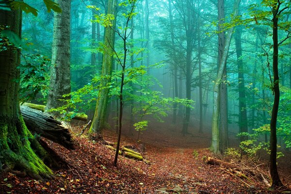 Wald im Nebel und großen Bäumen