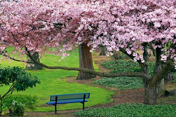 Flor de cerezo en el parque