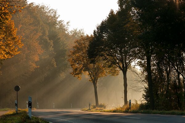 Sunlight through autumn trees along the road