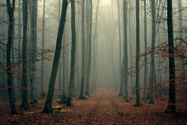 Foresta nebbiosa autunnale: un albero solitario con foglie cadute e rami spogli avvolto nella nebbia