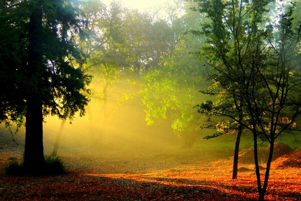 Hierba naranja en el bosque verde en los rayos del amanecer