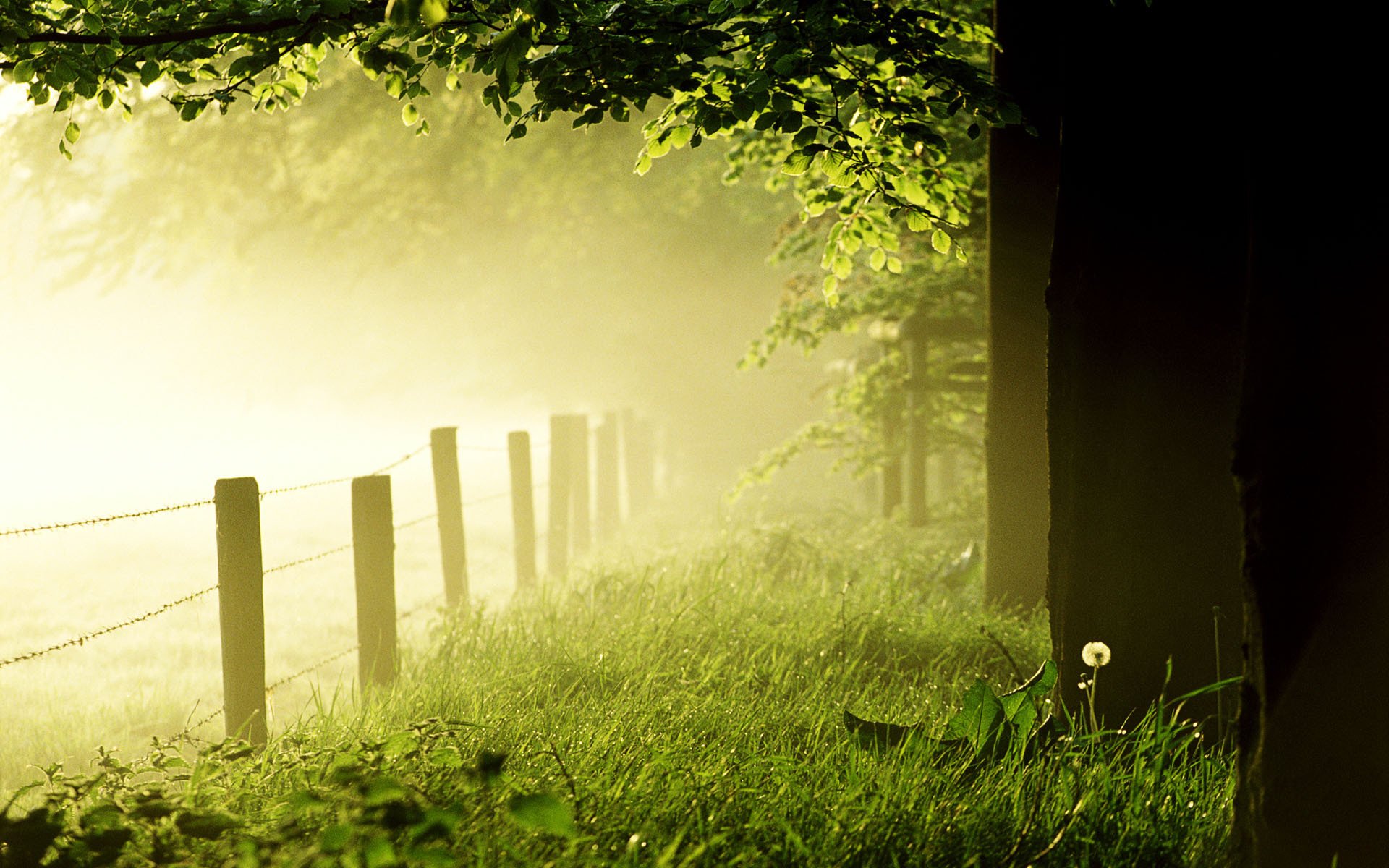 morning fog forest grass turf tree fence dandelion