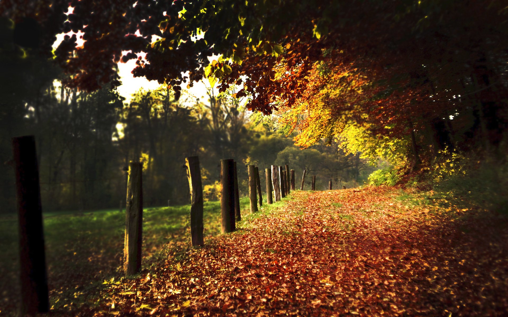 nature road roads path paths autumn leaves foliage pillars pillars alley alley