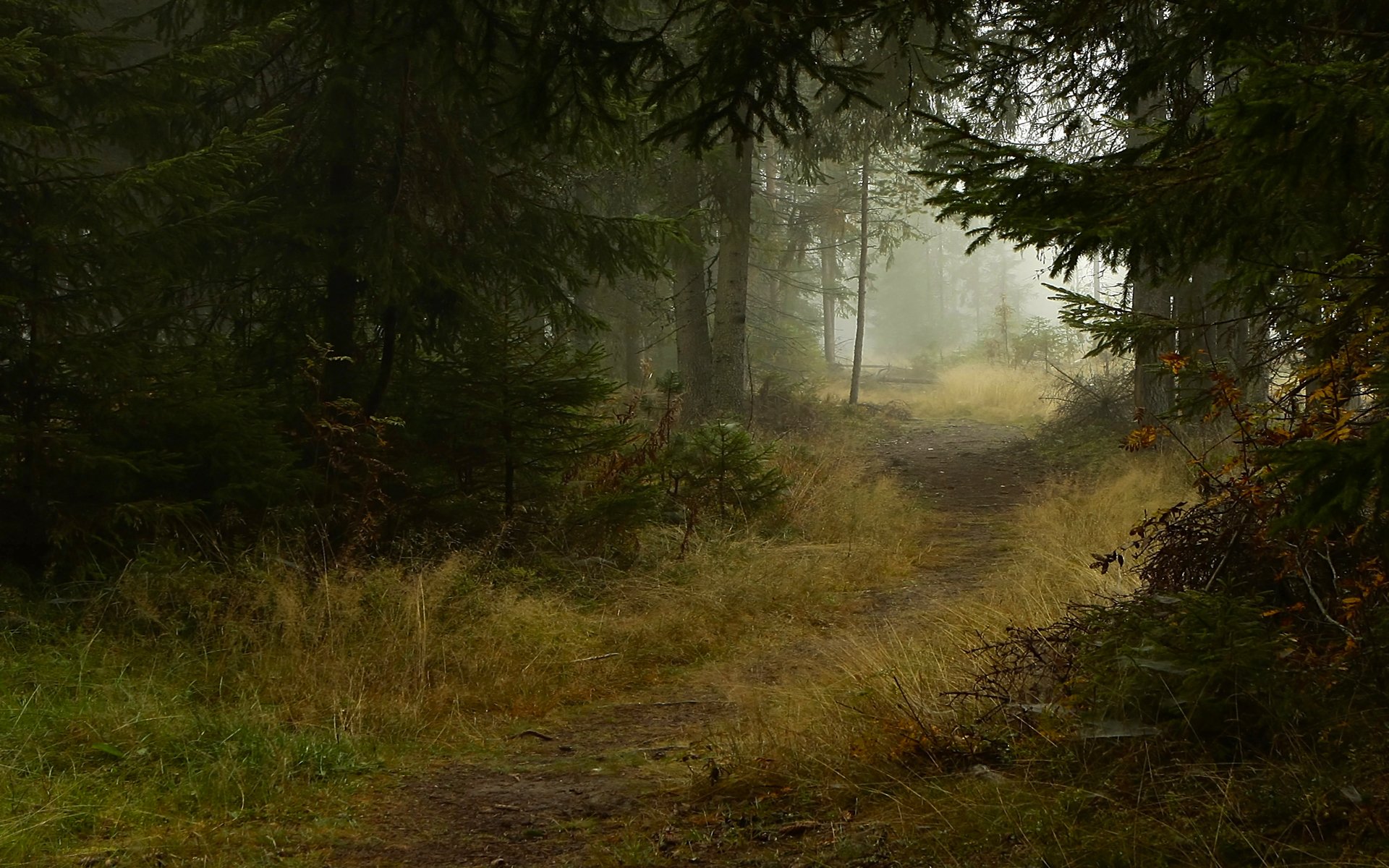 forest trail path tree spruce fog autumn nature