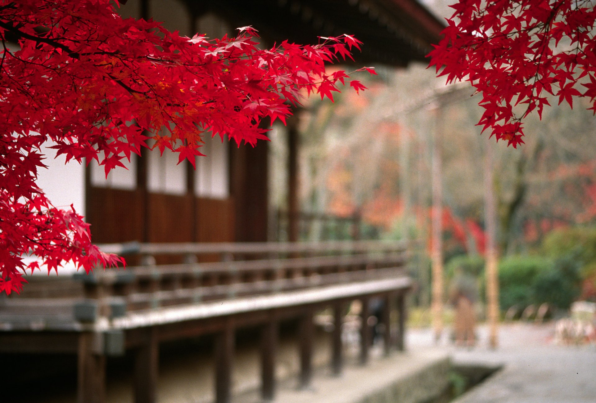 landscape japan autumn tree leaves branch