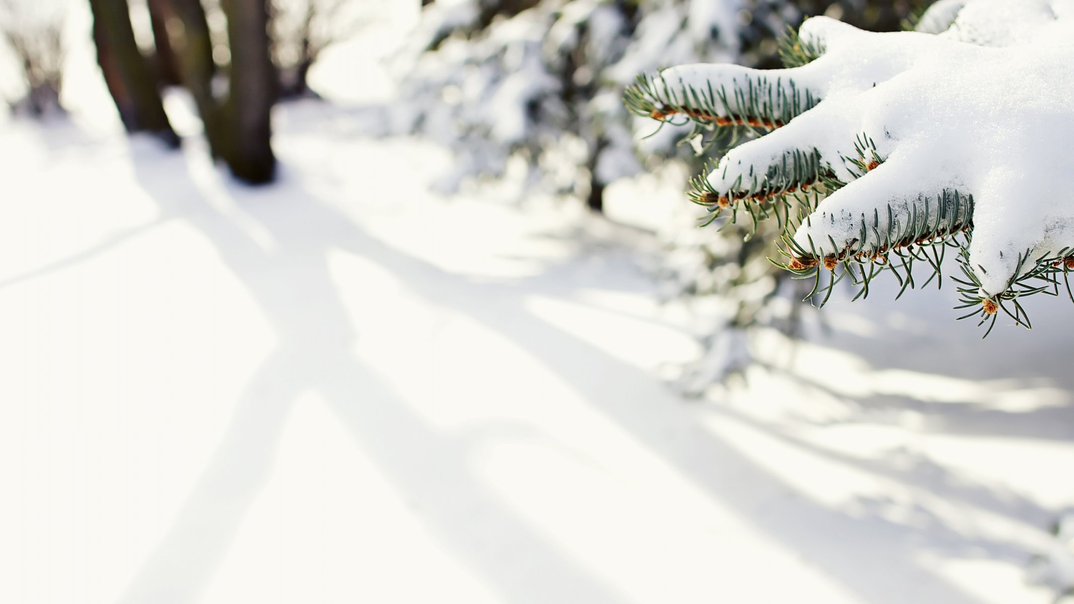 natur schnee fichte winter makro nadeln