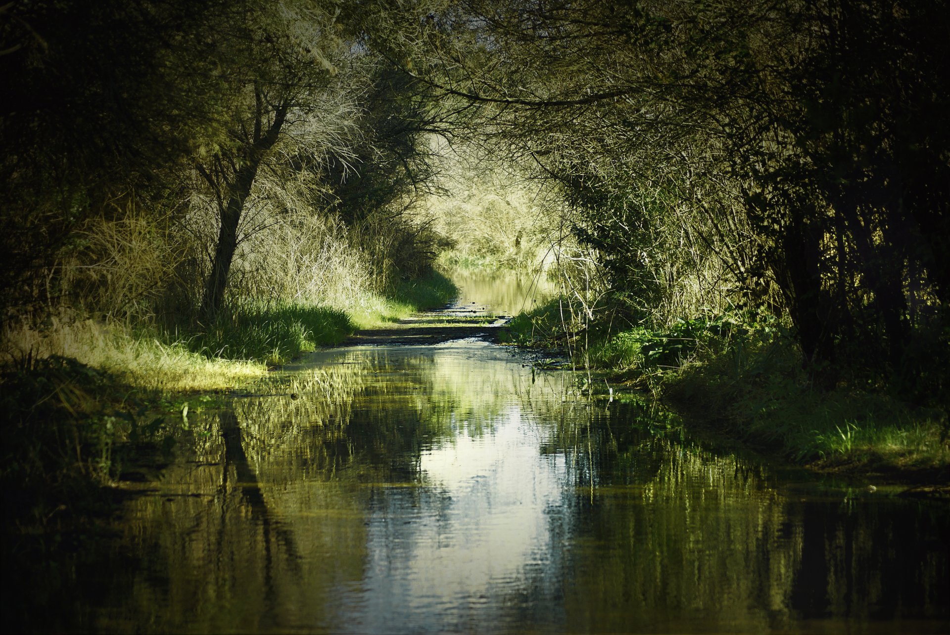 natur sommer fluss ufer gras bäume schatten