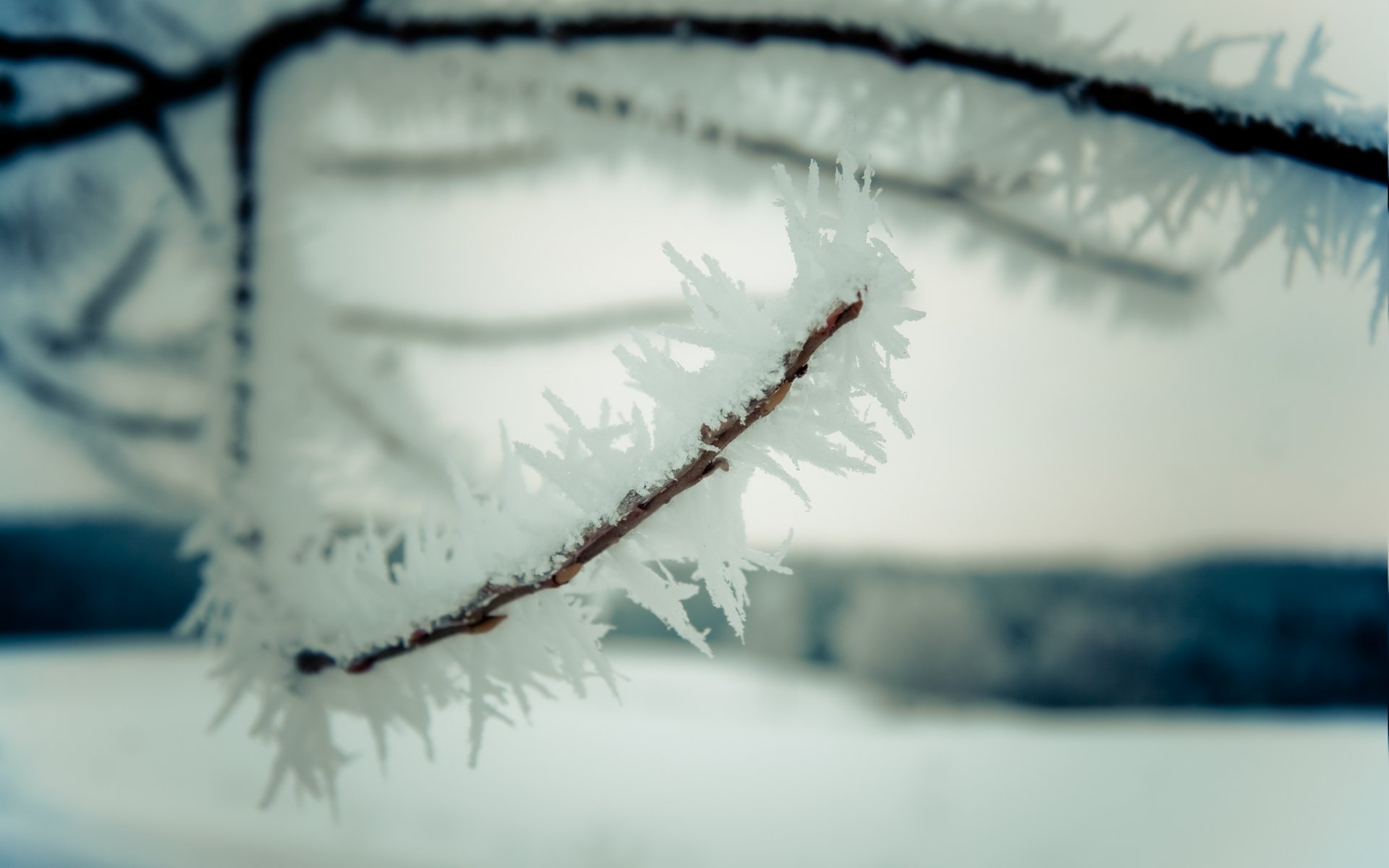 natura macro inverno neve