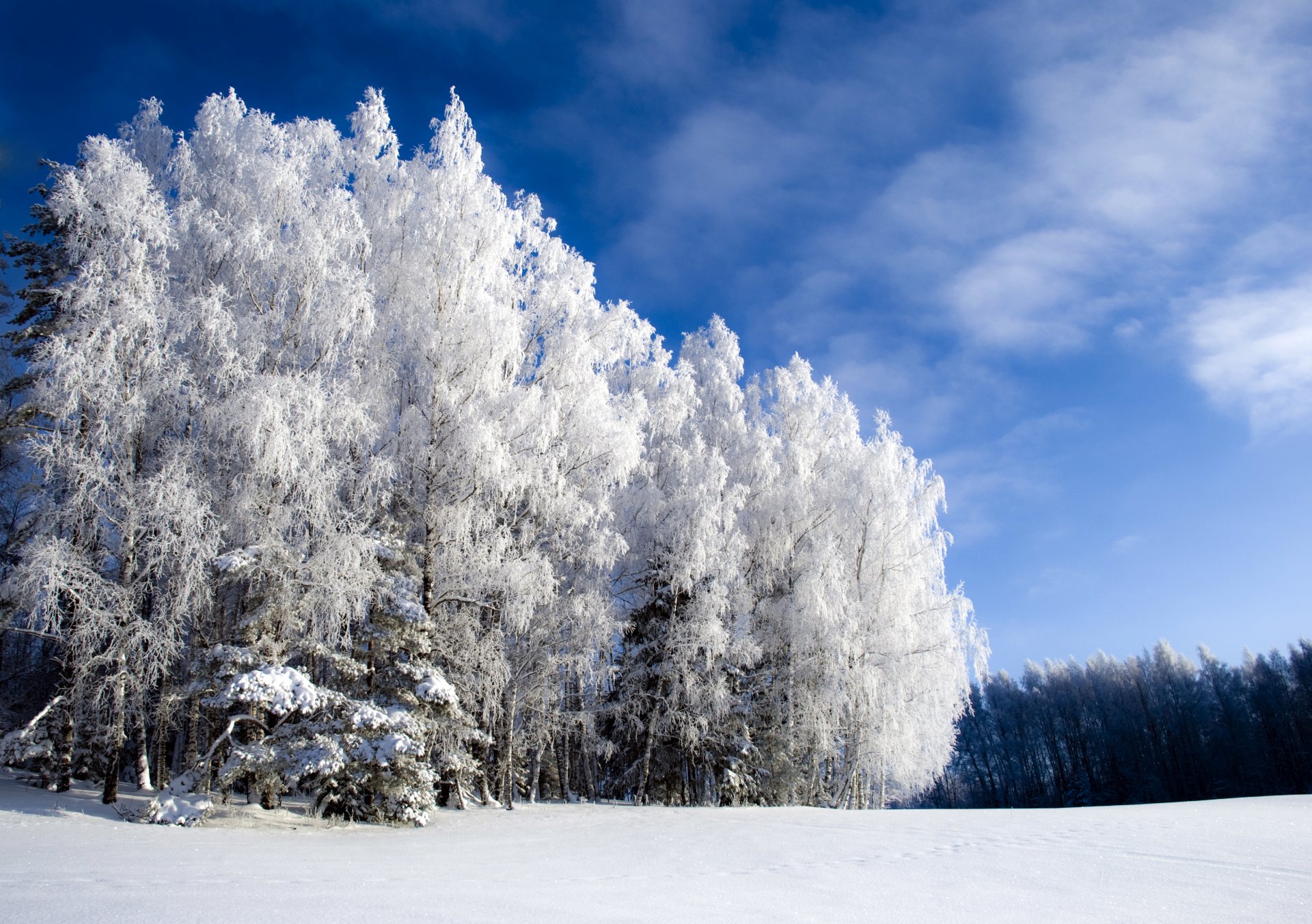 der winter ist schön aber kalt der winter ist kalt der wald der ini der himmel