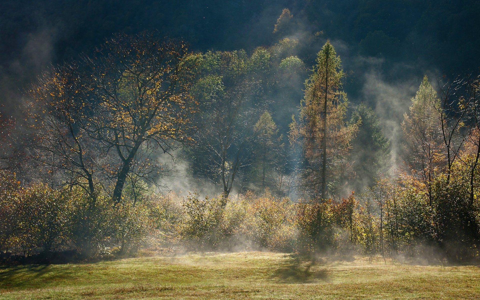 wald nebel bäume dunst herbst licht