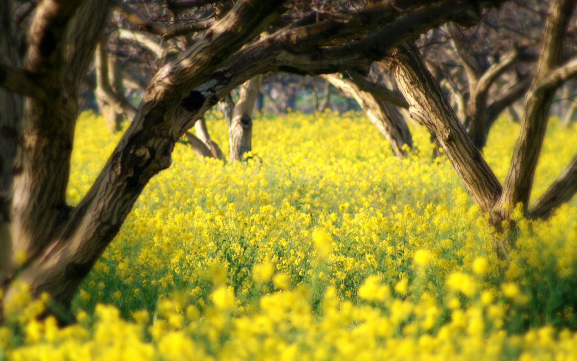 natur frühling sommer baum blumen schönheit zärtlichkeit