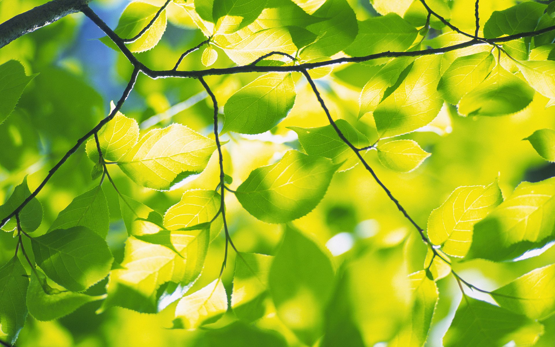 natur frühlingsblätter laub grüns frische zweig zweige baum