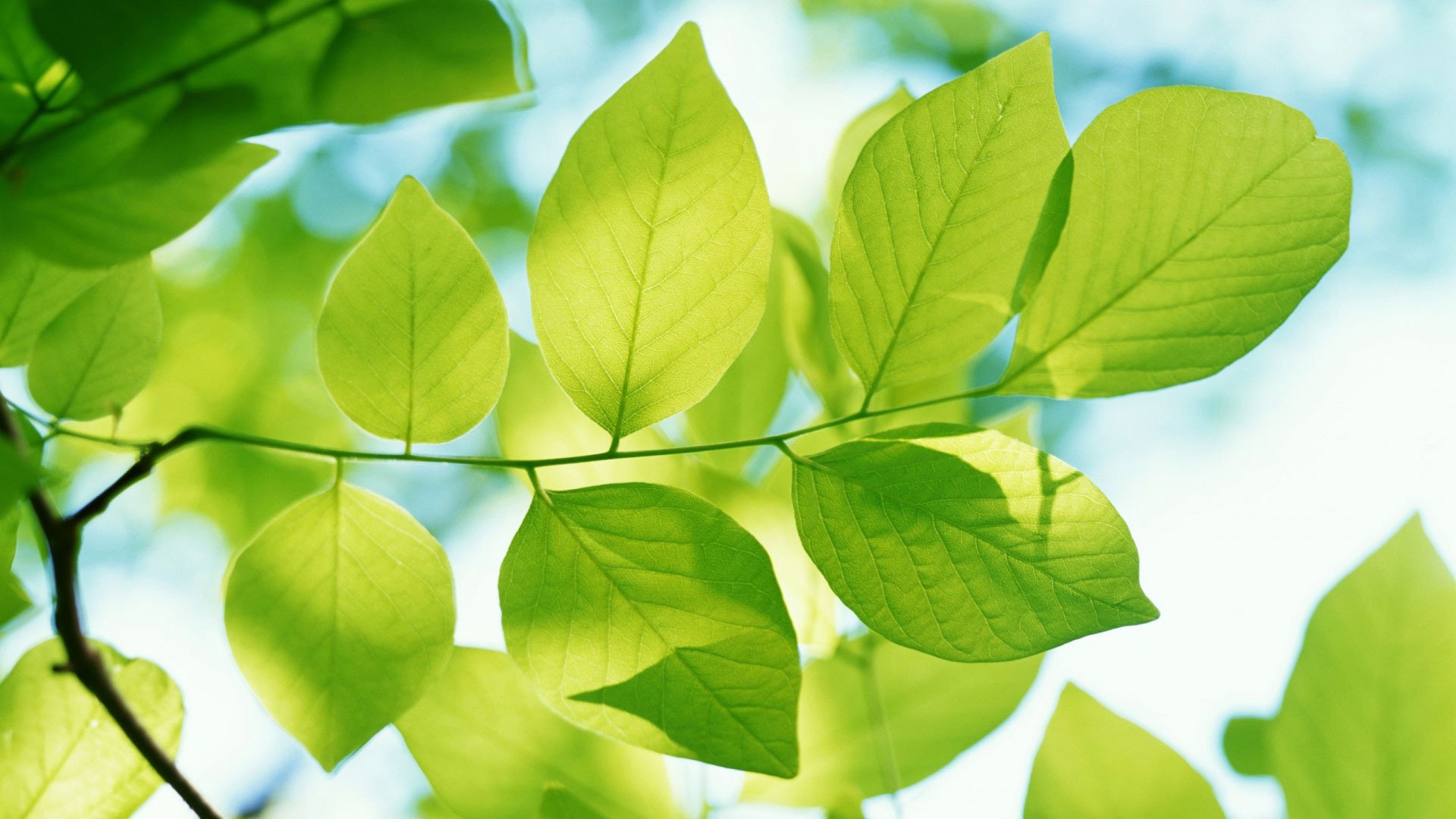 frühling natur baum blätter makro