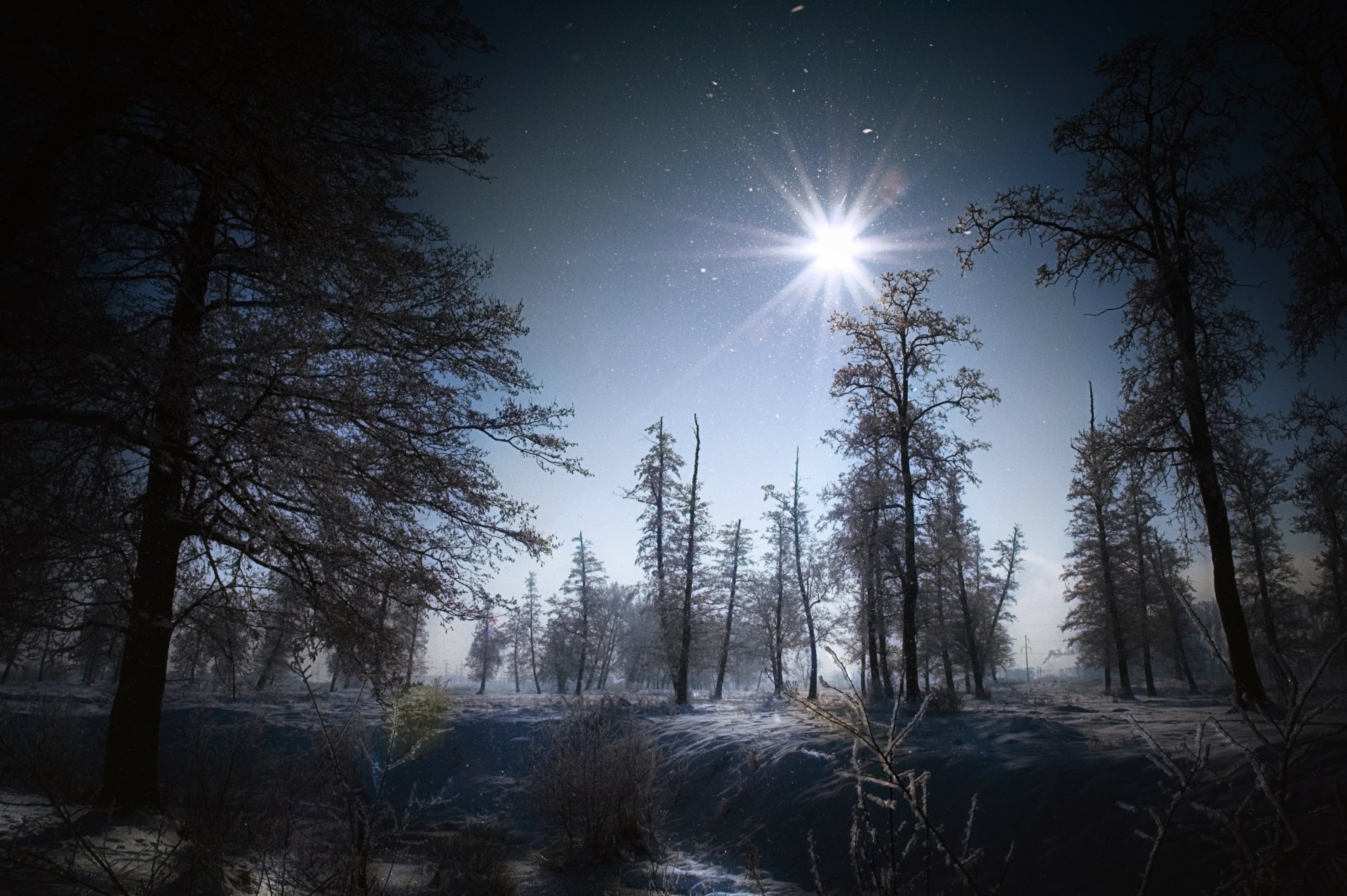 drzewa las zima śnieg natura krajobraz