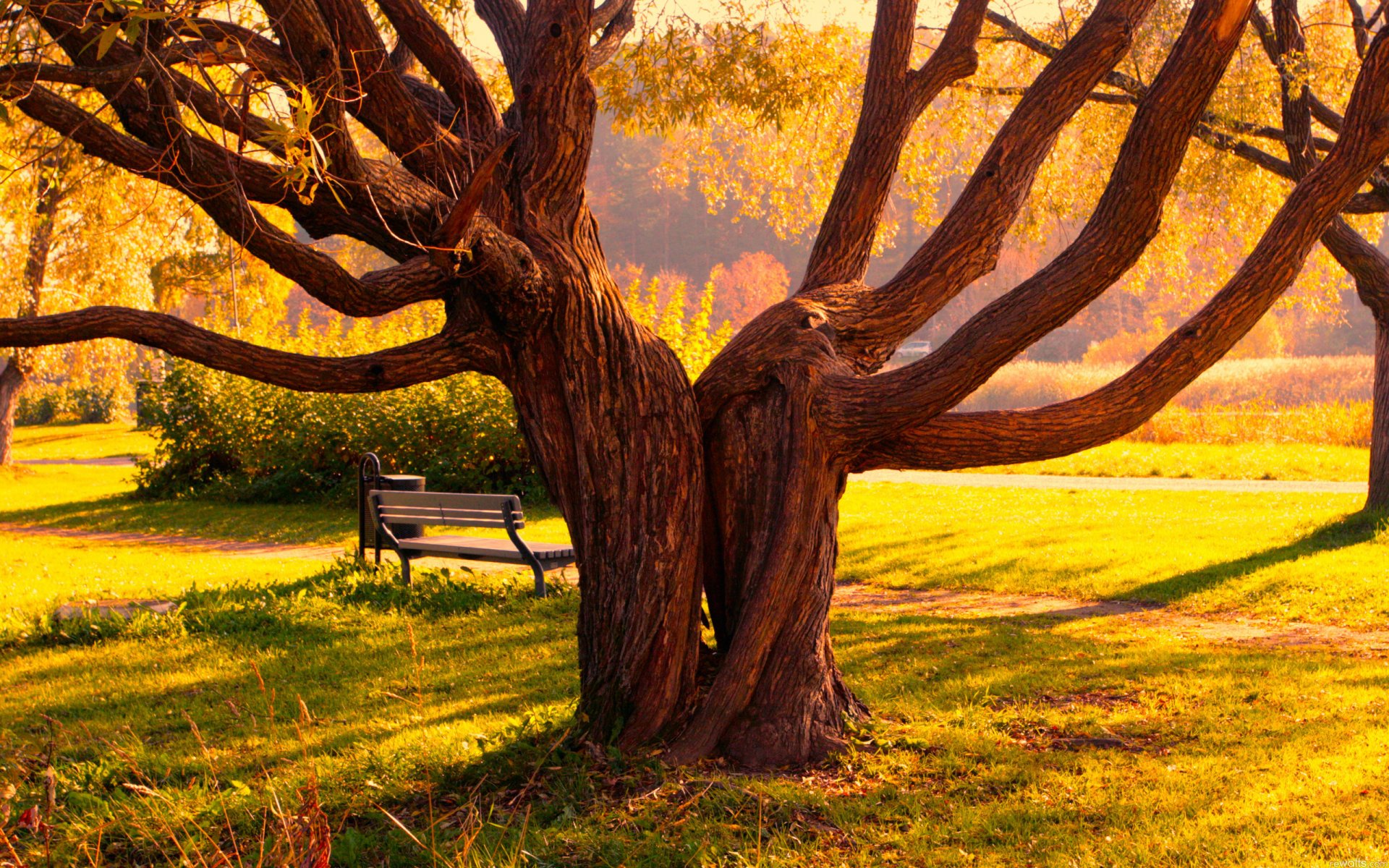 landscape autumn tree trees park path path bench bench trova