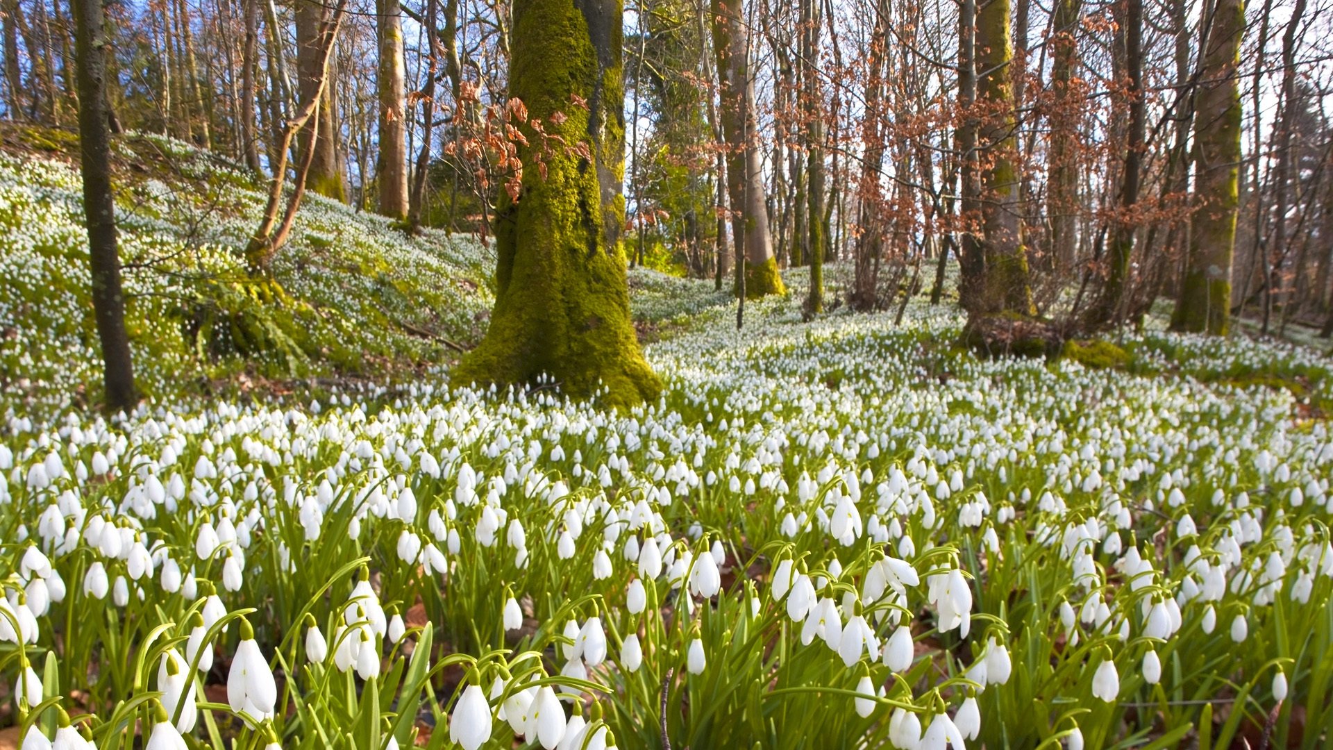 campanillas de invierno flores blanco árboles ramas bosque primavera naturaleza