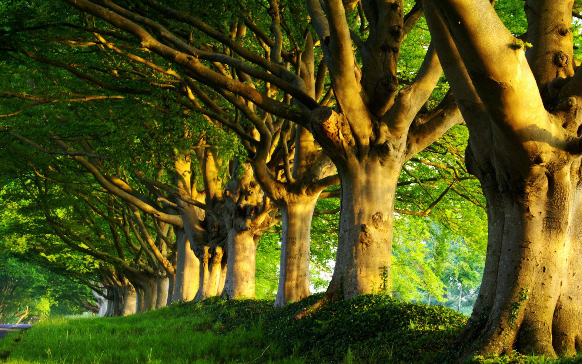 nature forests tree trees greenery morning freshness summer spring grass road