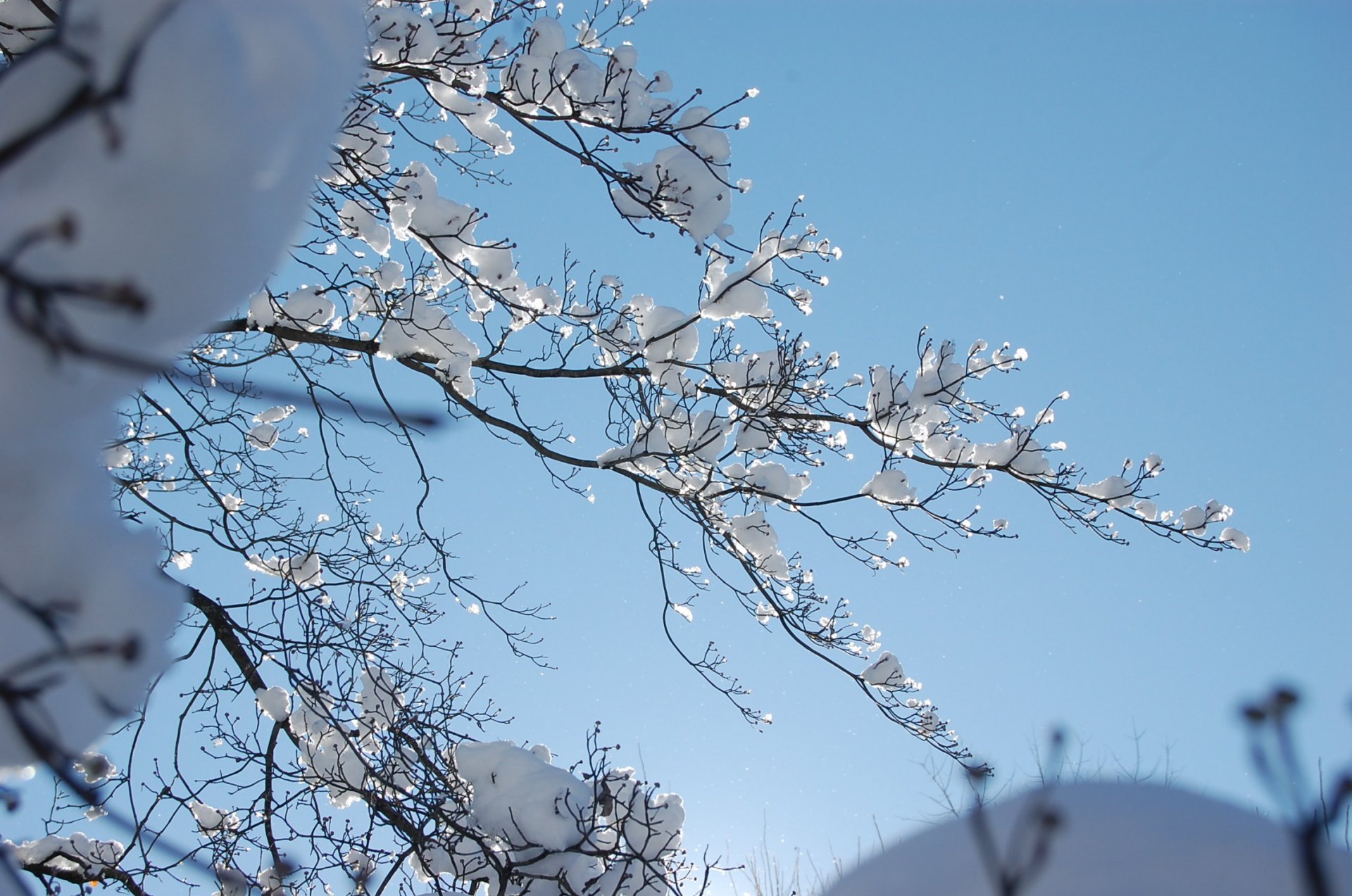 now winter branches winter day