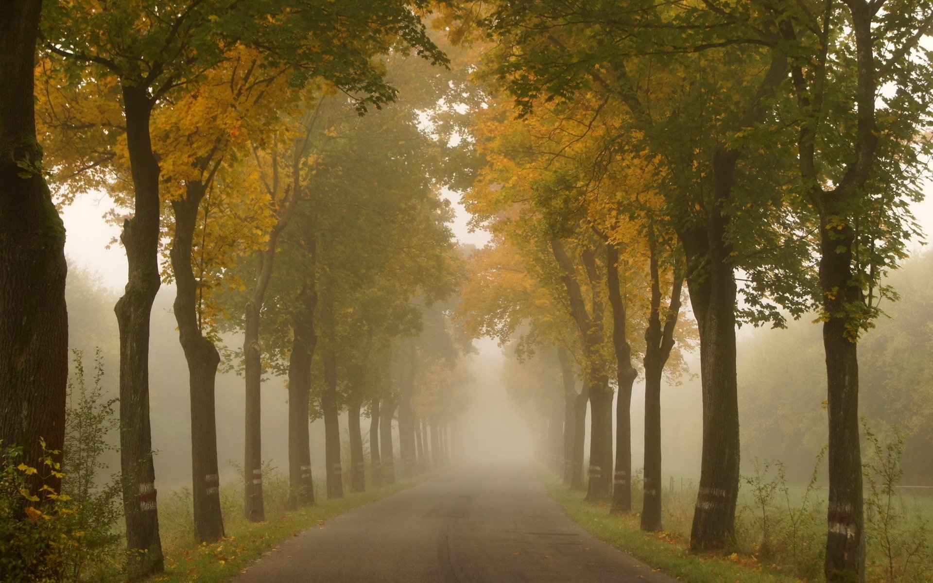 road tree summer