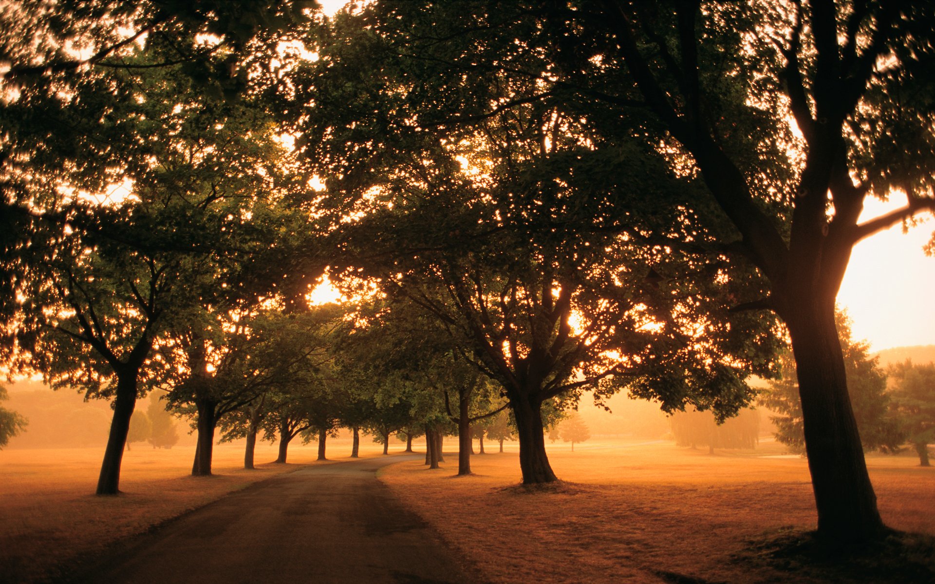 strada mattina nebbia luce percorso alberi fogliame campi