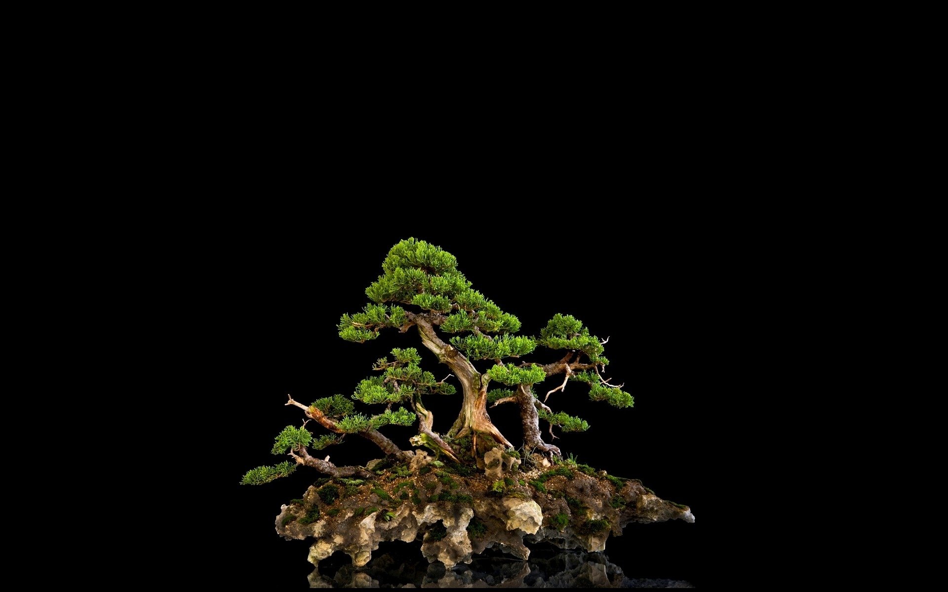 mini drzewo bonsai tło odbicie