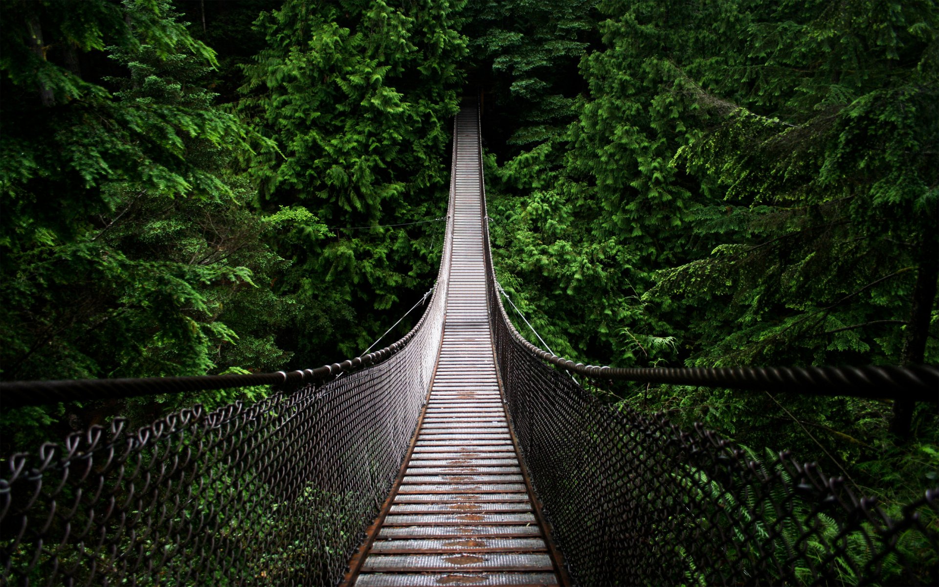 bosque puente pozo