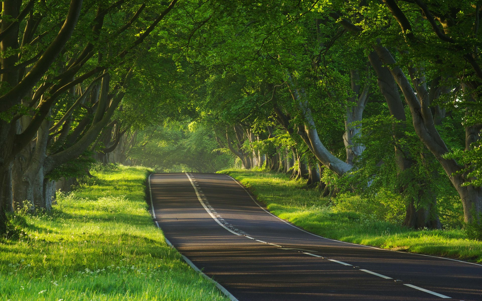 natur straße straße weg wege baum bäume stimmung stimmung naturfoto