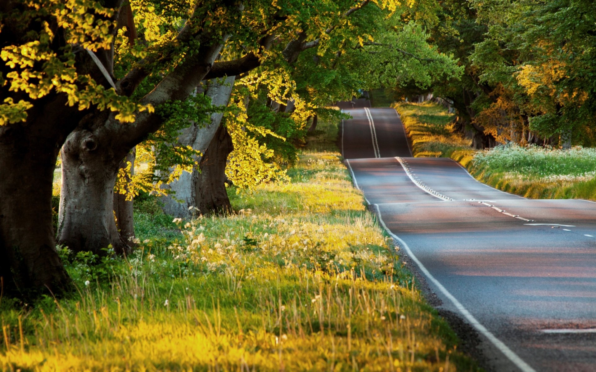 nature summer plants green tree night sun rays light road asphalt