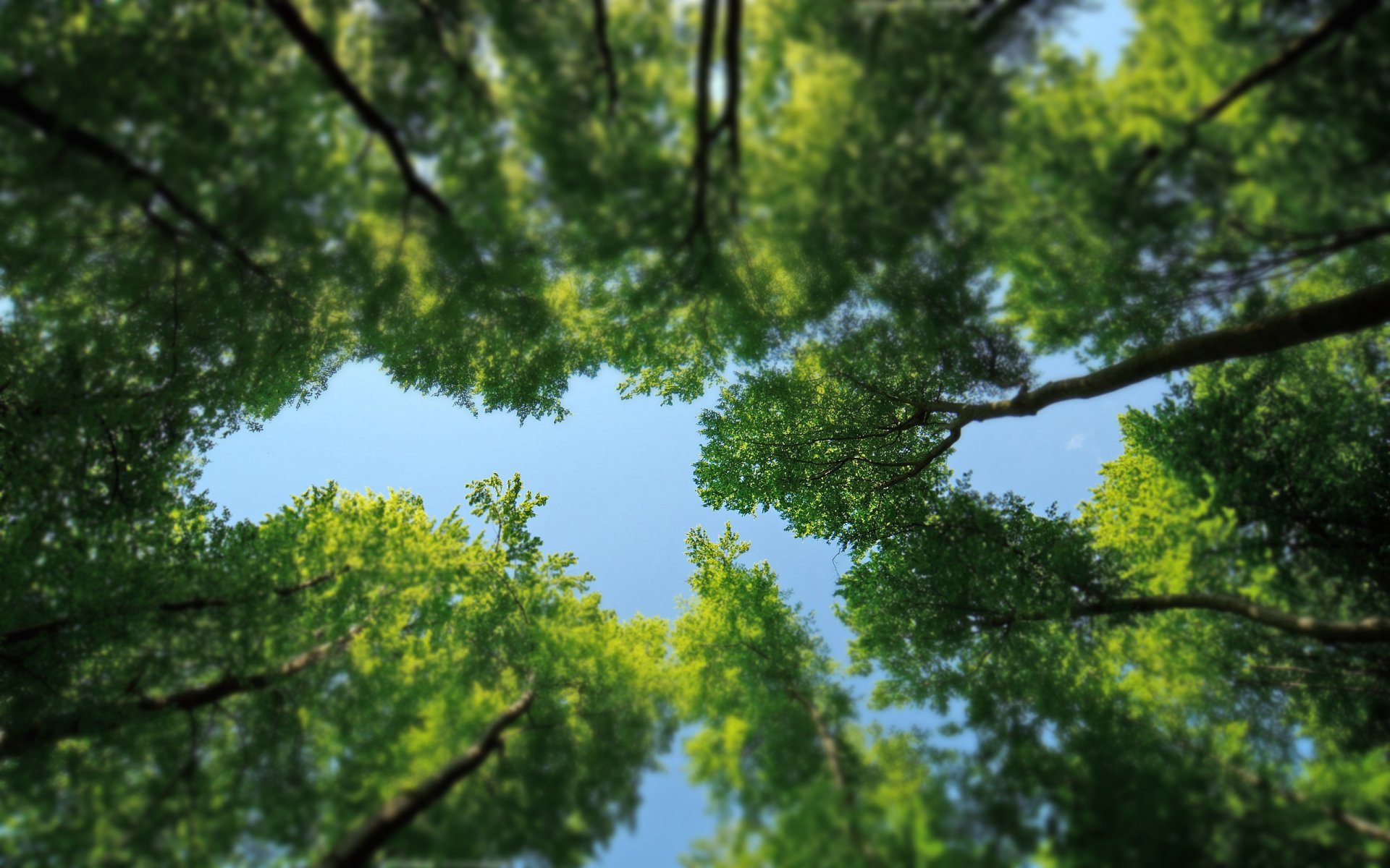 natura drzewa liście korony zieleń las z przesunięciem i nachyleniem