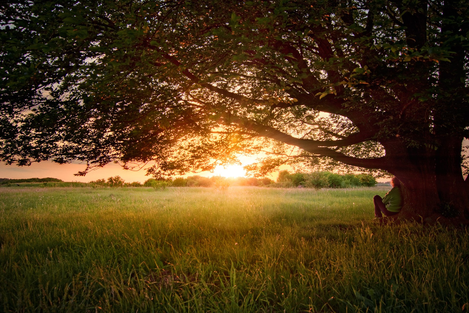 nature arbre été mabout juin mec