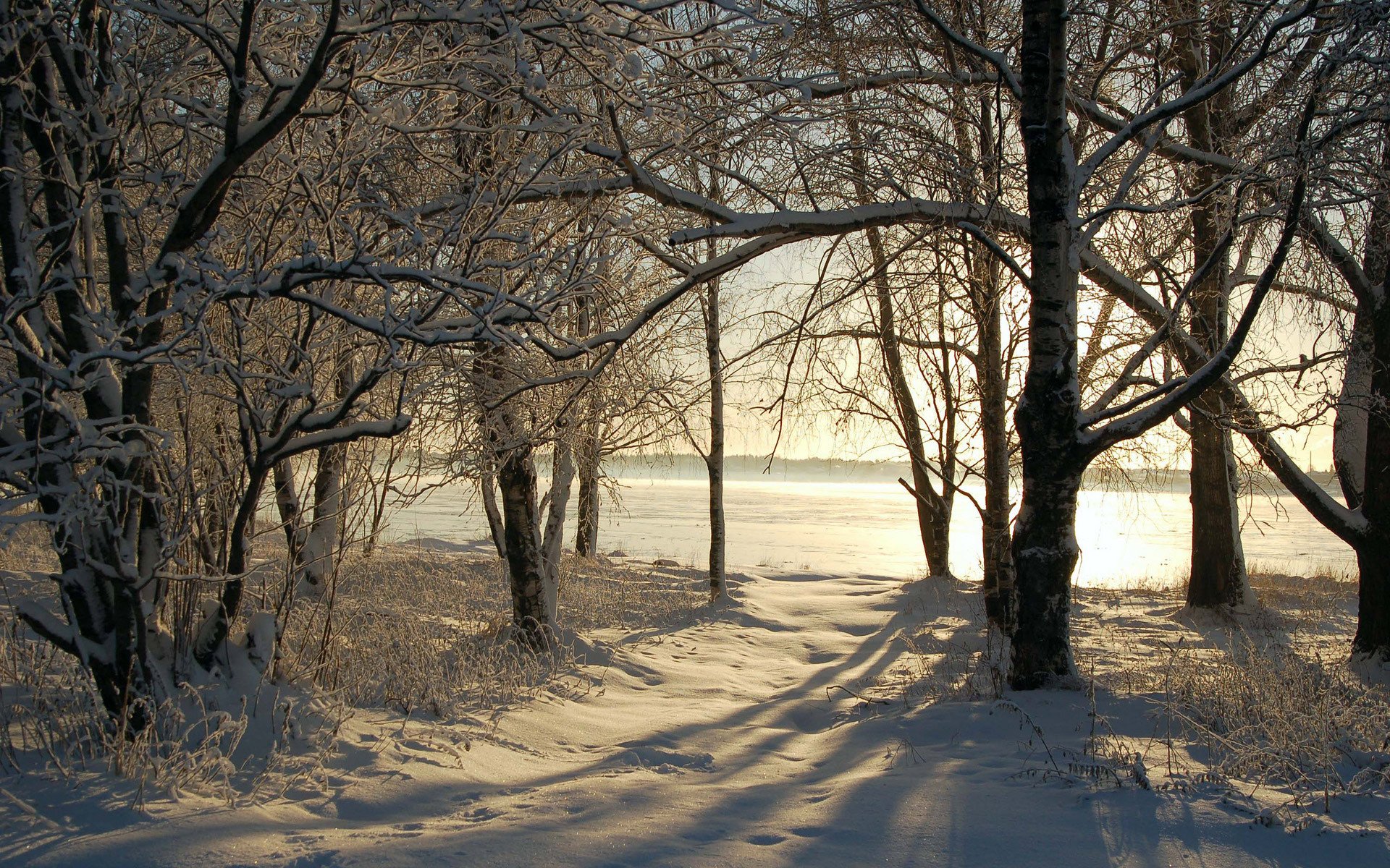 nature hiver neige arbres