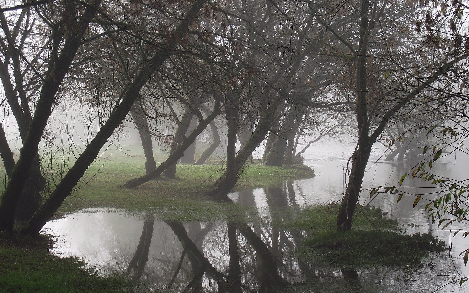 arbres eau brouillard réflexion