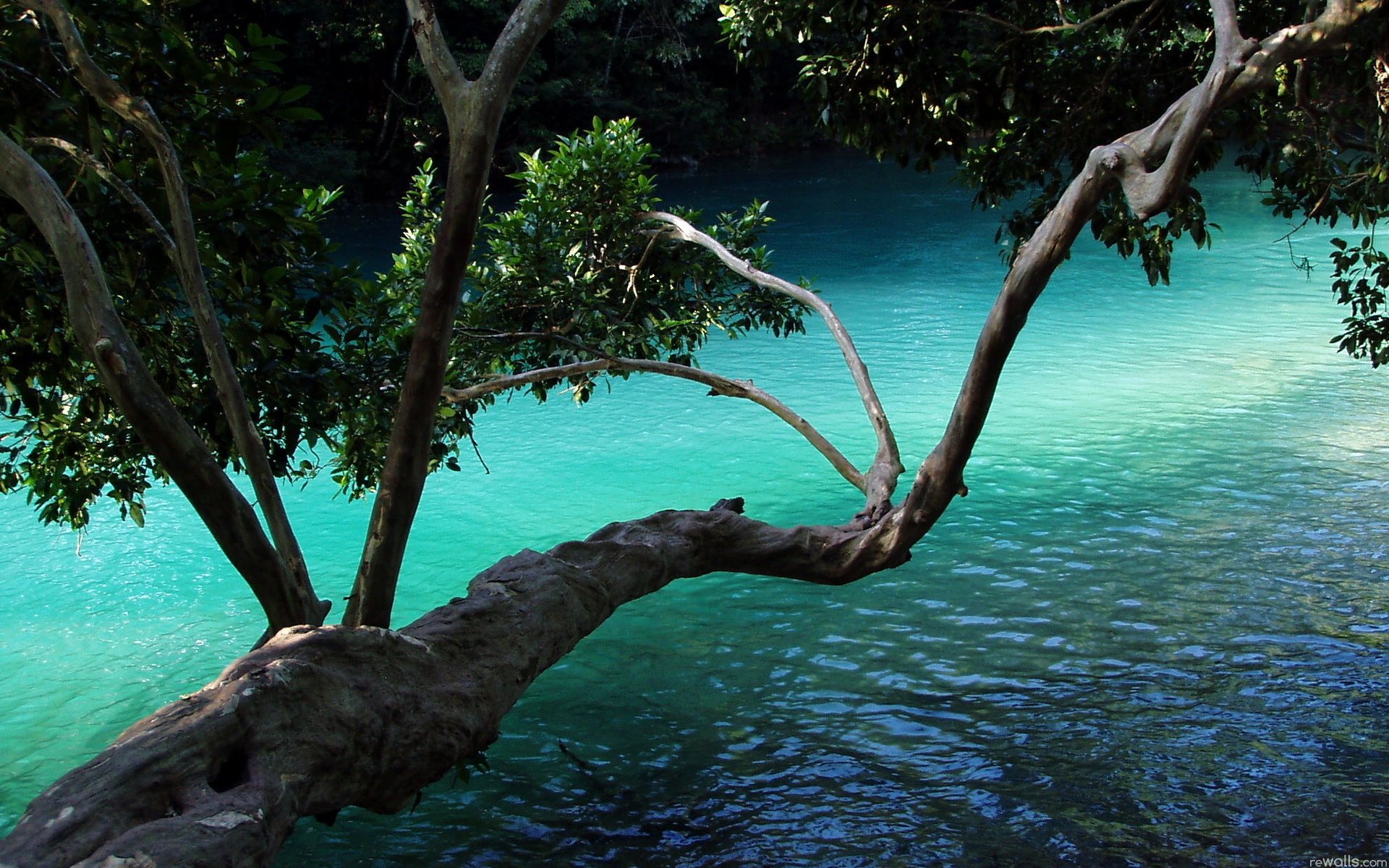 albero acqua pianta rami foglie natura