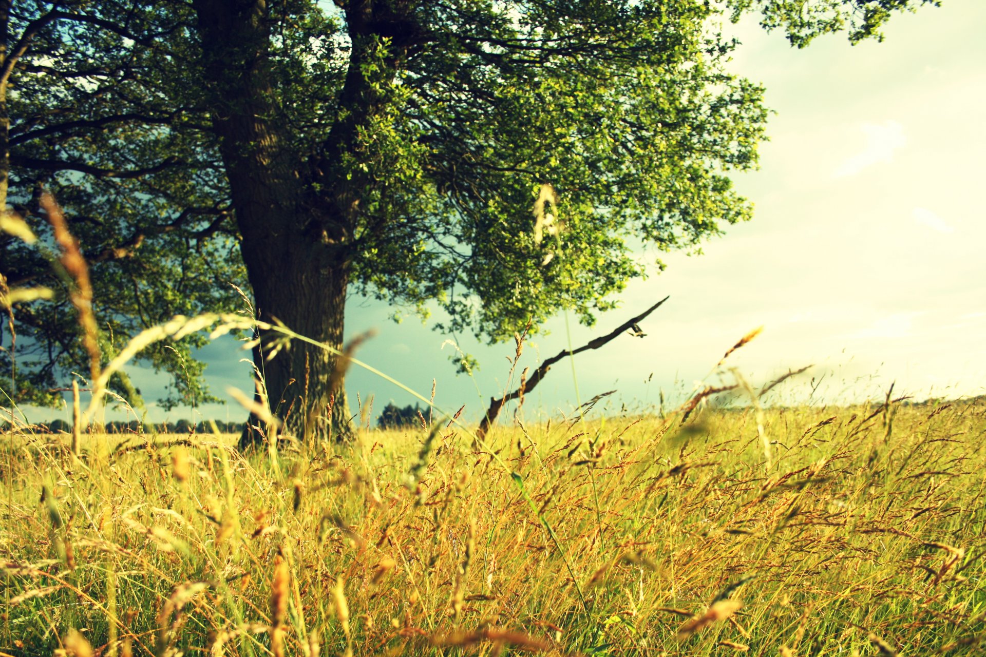 été arbre champ herbes