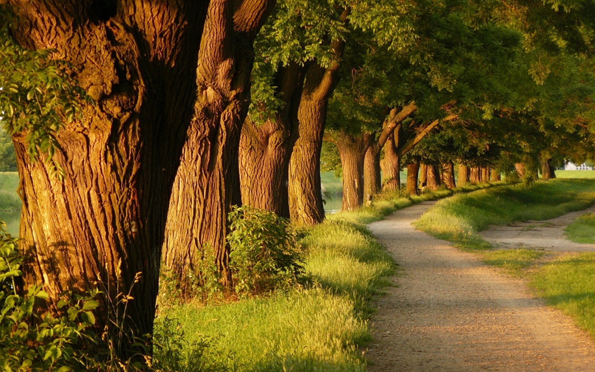 sera natura albero alberi parchi vicolo vicoli erba sentiero sentieri bellezza luce