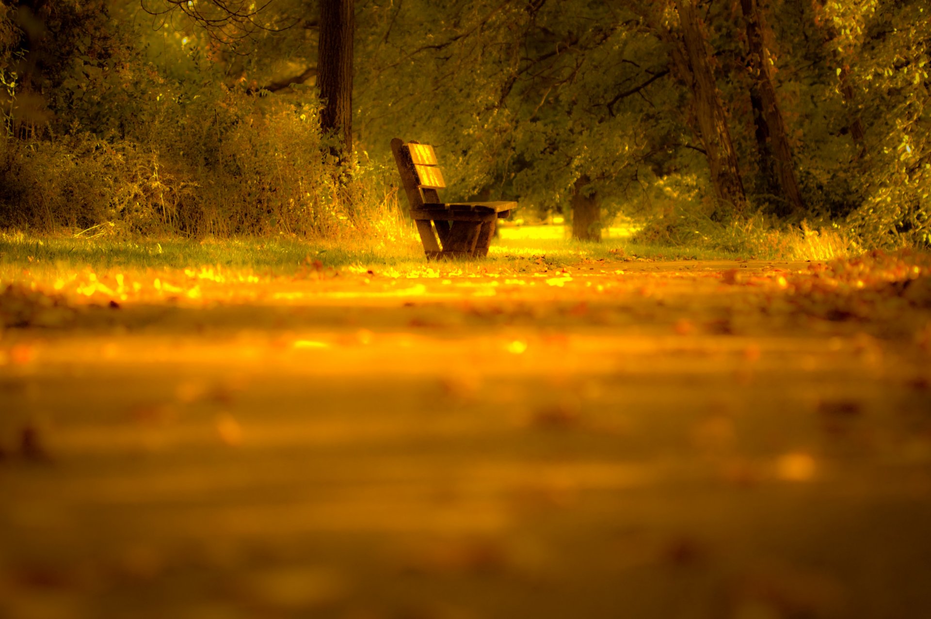 bench shop road tree leaves light mood autumn nature