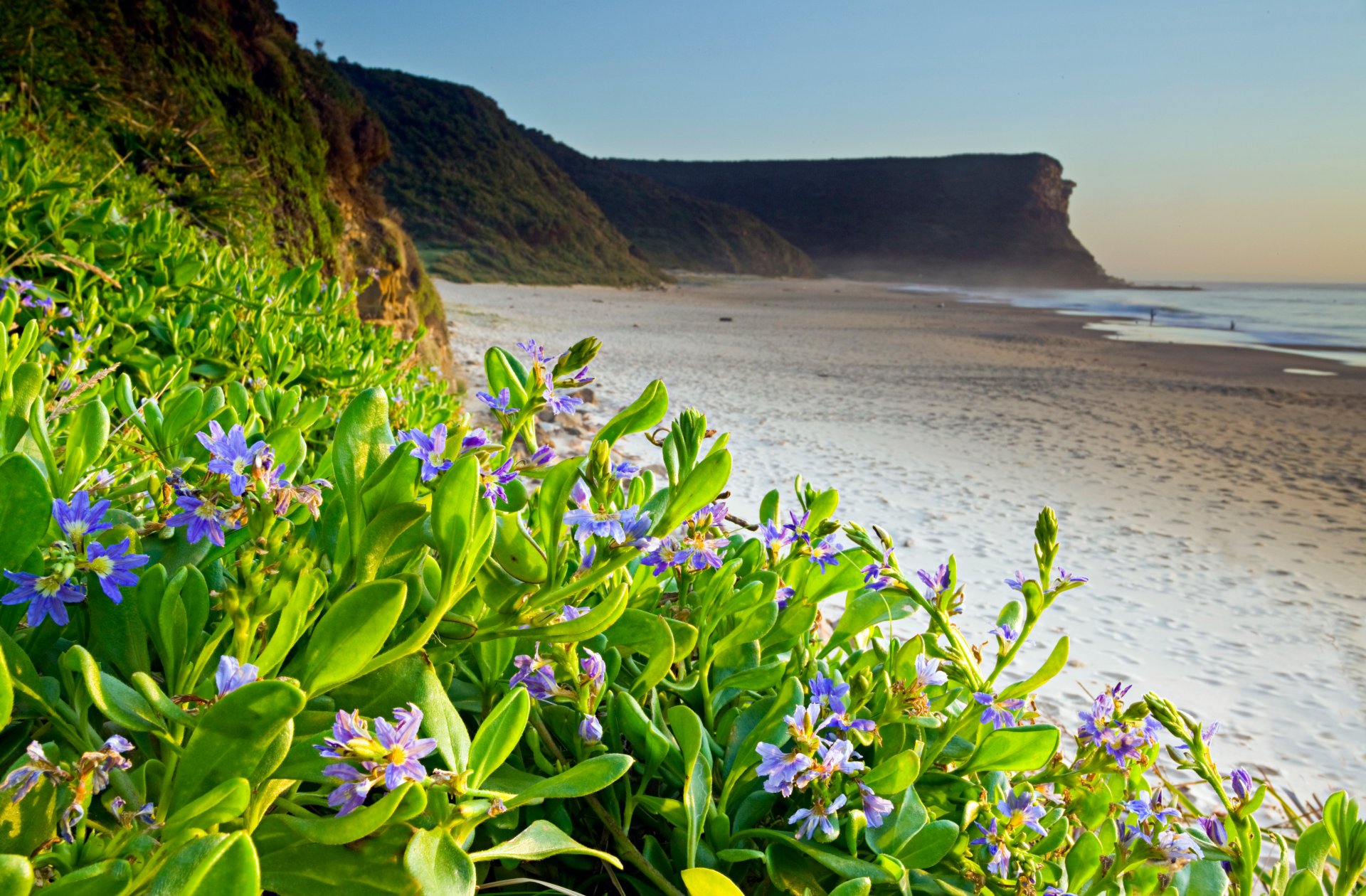 nature mer plage fleurs